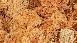 These Are The Health Benefits Of Sea Moss — And A List Of Black Owned Brands | Essence