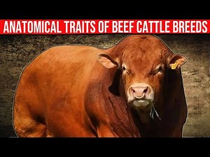 ⭕ Anatomical Traits Of Beef Cattle Breeds ✅