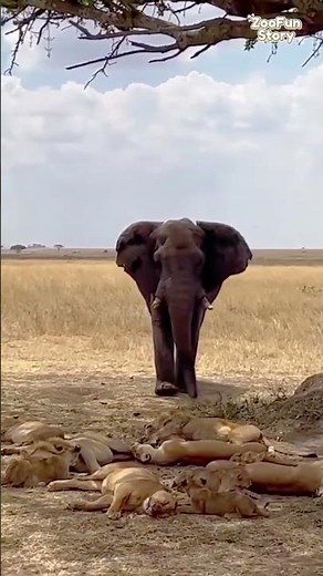Elephant Confronts Resting Lions | Tense Savannah Stand-Off