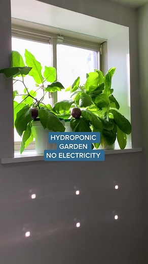 Hydroponic Gardening Without Electricity
