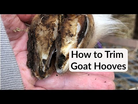 Goat Hoof Trimming - Keeping Your Goat's Hooves Healthy Trimmed