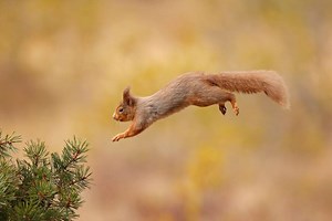 117K views · 3.2K reactions | One of our favourite little redheads... the red squirrel, loves to hang out in Perthshire!  | VisitScotland | Facebook