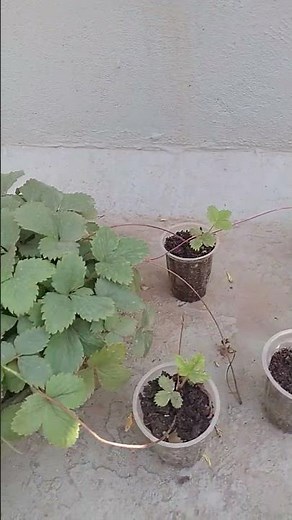 ## Strawberry fruit plant ###garden