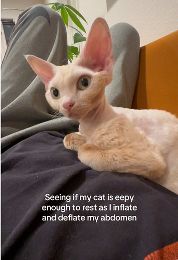 Devon Rex Cat Sneezing: A Fun and Candid Moment
