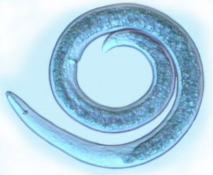 Nematode - Alchetron, The Free Social Encyclopedia