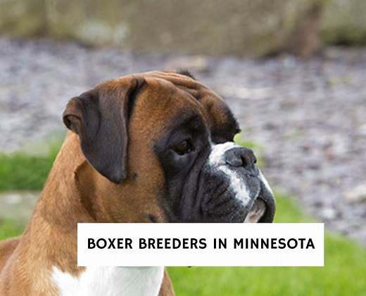 7 Best Boxer Breeders in Minnesota! - We Love Doodles