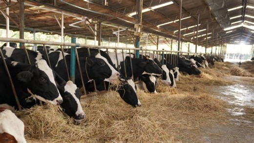 Beef prices soar to record highs amid shrinking herds and ongoing drought