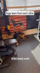 2.2K views · 142 reactions | K9 Armour is rarely in the house. She’s very high strung and crazy but she’s young and learning. Every so often I bring her in, to my basement with Creed, as I work out. She’s learning to relax during these times. She picks up on Creed’s behavior, as he chills while I work out. #police #fyp #k9armour #dog #policedog #pet #policek9 #k9creed #viral #reels #funny | Andrea.n.k9creed | Facebook