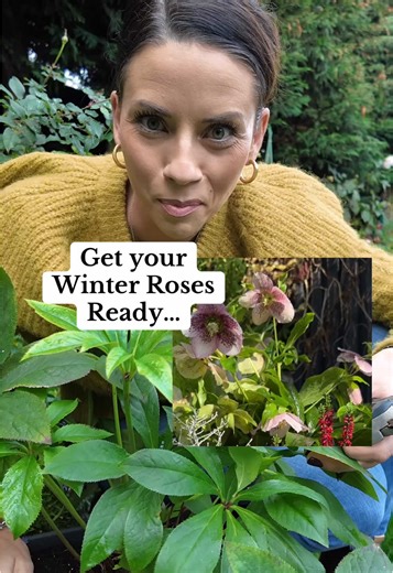 Get Your Winter Roses Ready for Beautiful Blooms