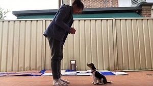 Just look at little pup (Thor) now named Basil, previously of JRR and only recently adopted, working on his daily skills. We couldn't love this more, giving him a job to do, strengthens the bond and just look how cute! A working breed, they just love having a job and are so willing to please. Thank you for choosing Basil and showing him the way! What a smart little guy! ❤️🐾 | Jack Russell Rescue - Australia