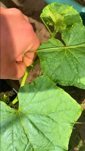 How to Grow Cucumbers in Pots – Easy Guide for Fresh Cucumbers on Your Balcony!