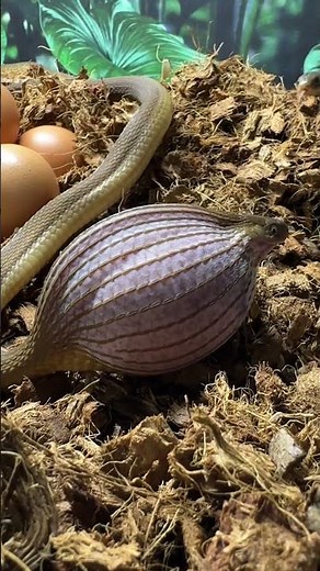 Snake eats jumbo chicken egg!