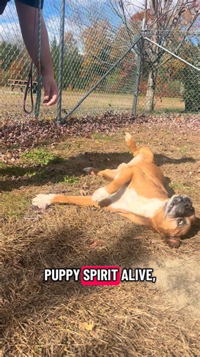 7.4K views · 142 reactions | Did you know? Senior pets are often the...