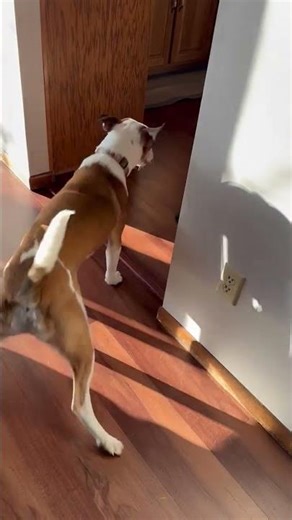 Beaglebull Pit-Mix Auggie vs. Vacuum