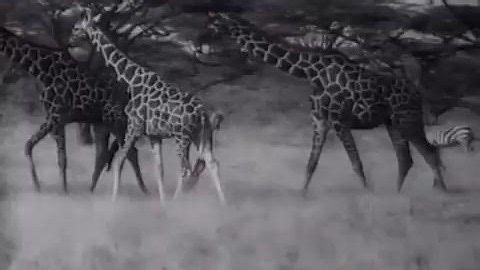 《辛巴：百兽之王——非洲原野的故事》（1928）