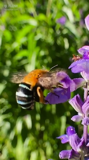 76K views · 9K reactions | This is a Blue Banded Bee. These beautiful...