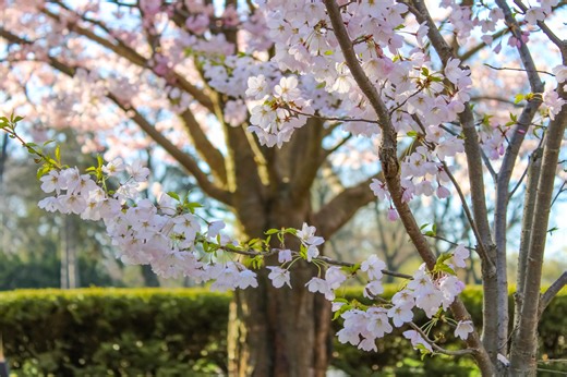 Cherry blossoms near peak in Toronto's High Park