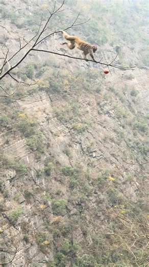 艺高猴胆大#吃瓜