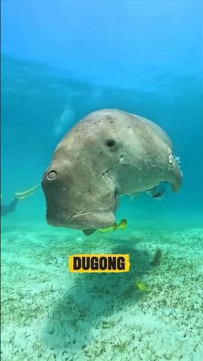 Facts about dugong! #facts #facts #youtubeshorts