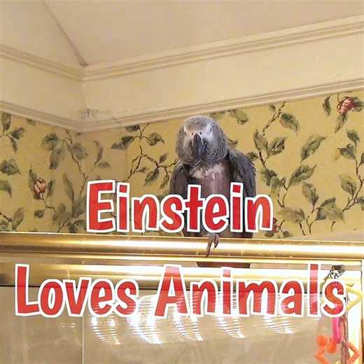 He's back! Einstein, that clever talking parrot, returns with a repertoire of animal impressions that'll leave you in stitches. From clucking chickens to barking dogs, squeaking squirrels to honking seals. Every sound showcases his brilliant, comical personality. Prepare for laughs, surprises, and delightful chatter as Einstein performs his animal symphony. Peekaboo! | Einstein the Talking Texan Parrot