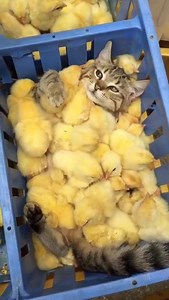 Radio Bruno on Reels