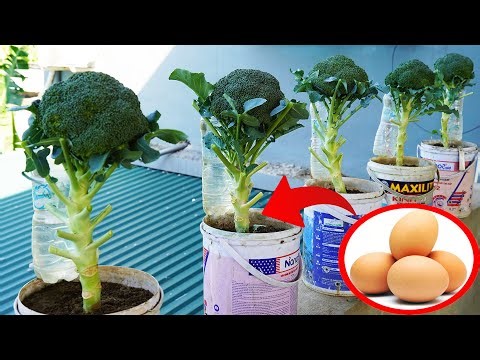 Discover the Hidden Technique for Rapidly Growing and Harvesting Fresh Cauliflower