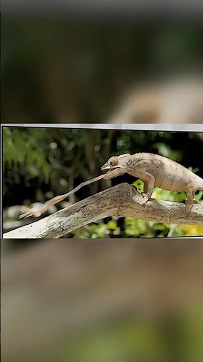 Chameleon's SUPER POWERED Tongues! #animals #chameleon #tongue #superpower