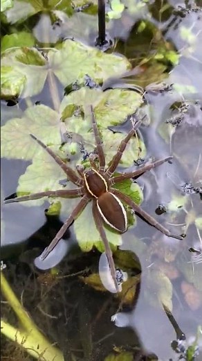 Fen raft spider at Carlton Marshes nature reserve - Suffolk Wildlife Trust
