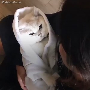 130K views · 4.5K reactions | La splendide fourrure de Coffee cachait de terribles bosses. Sa propriétaire les avait repérées alors qu'elle le brossait. Elle s'est immédiatement précipitée chez le médecin, elle avait un mauvais pressentiment. Les résultats ont été dévastateurs. Le félin avait un cancer et le traitement était pire que la maladie. Mais son combat sera plein de surprises et inspirerait le monde entier. | Formidable | Facebook