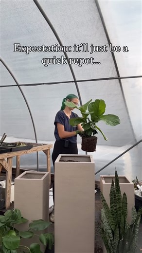 Imagine this: you have an empty space you want to brighten with some plants, and an idea of what pots you’d like, but not sure what plants to put in them. One of our employees comes over and walks you through all the options AND tells you they can handle the entire process for you! This lovely couple came in and that’s exactly what happened. Not only can we help you pick the best pots and plants for your space, we can handle all the dirty work and heavy lifting. Our guys will deliver these plant