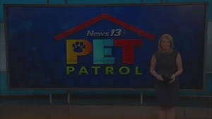 PET PATROL: Why do dogs wheeze?