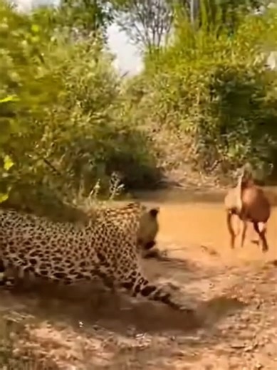 Nature Unscripted: Real Life Wildlife Encounters