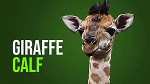 6.3K views · 451 reactions | Hilvarenbeek, 7 December 2021 – A...