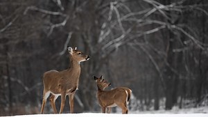 What to do about all the deer in North Jersey?