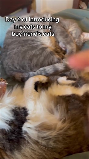 Day 6 of introducing my cats to my boyfriend’s cats: we listened to some of y’all’s advice and are slowing it down. And only one hiss! @realsnughugs 🐾❤️ #CatTok #CatsOfTikTok #KittenTok #CatSoftiktok #PetTok