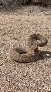 82K views · 1.3K reactions | The defensive posture of a Western Diamondback Rattlesnake is not a sign of "aggression", but a simple message: "I will try and prevent my own death if you insist on making bad decisions" | Rattlesnake Solutions | Facebook