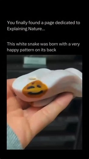 Explaining Nature on Instagram: "Snakes display a wide variety of skin patterns that serve as both camouflage and defense mechanisms in their environments. Some species have bold bands or rings that make them resemble more dangerous snakes, while others are striped, helping them blend into tall grasses as they move. Many snakes feature blotches, speckles, or diamond-shaped markings that break up their outline, making them nearly invisible against rocks, leaves, or soil. • #reels #explore #nature