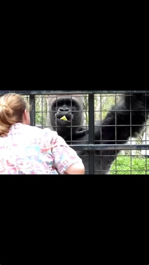 Hardcore silverback edit #testosterone #strong #gorilla