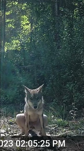 Wolf Diarrhea #nationalforest #nature #wolves #wolf #wolfchannel