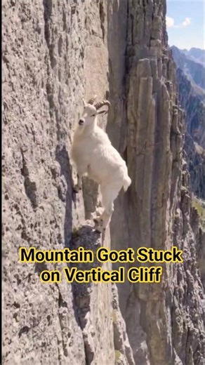 Helpless Mountain Goat🐐Stuck on Vertical Cliff #nature #mountaingoats #stuck #wildlife #cliff