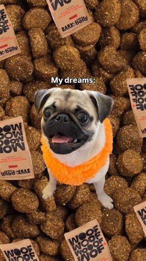 14K views · 28 reactions | Big news from the dogs in charge. Introducing BARK in the Belly. Our first-ever kibble, made by dogs, for dogs. Science-backed, taste-tested, with 100% of profits going to help dogs in need. Because when dogs lead the way, bellies are happy and tails wag harder! Get your 1st month free at the link in our bio! #CoOwnedByDogs #BarkInTheBelly #DogFood | BarkBox | Facebook