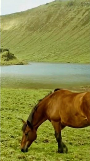 The Most Beautiful Horses in the World 🐎 | 4K Wildlife Documentary