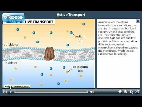 Active Transport.Educational Use Only