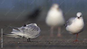 A Sandwich tern (Thalasseus sandvicensis) in winter plumage standing on a asphalt plateau with two gulls