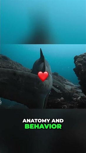 Swim With Sharks: Master Safety & Behavior Tips! #29 #SwimmingWithSharks #SharkSafety
