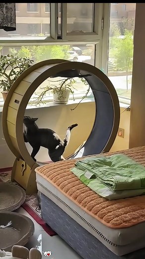 Cat’s Waterloo: Savannah Cat Running on a Wheel