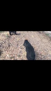 56 reactions · 6 comments | Luna, Python,Han,Argos,Fender,Peggy,Duck,Suri y Rocky | Centro canino La Masia | Facebook