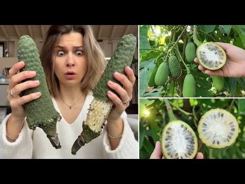 Monstera deliciosa Plant Fruit - How to Harvest the Fruit, Ripen It and What it Tastes Like
