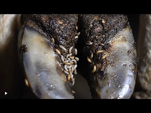 The SHOCKING Truth About Treating Hoof Maggot Infestations in Cows