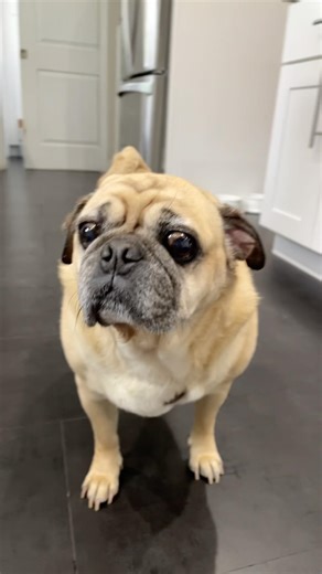 I’m happy today 😊😊😊 #pug #cench